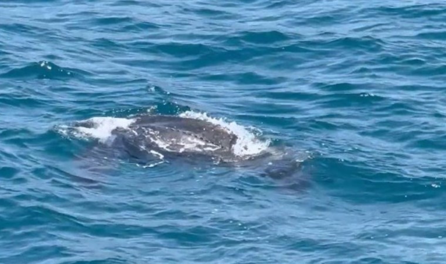 İstanbul Boğazı’nda Deri Sırtlı Deniz Kaplumbağası Gözlemi