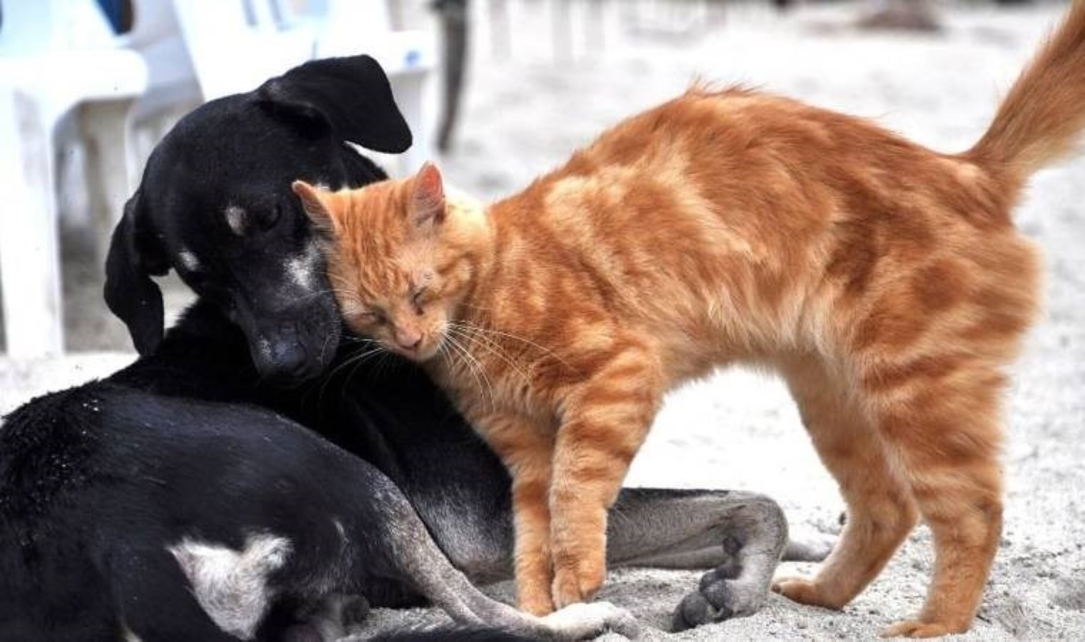 İstanbul Şişli’de artan Giardia enfeksiyonu nedir?