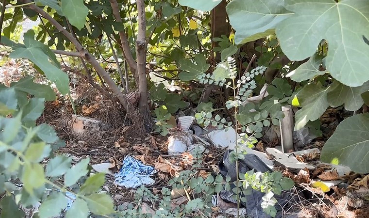 İstanbul’da ağaçlık alanda erkek cesedi bulundu