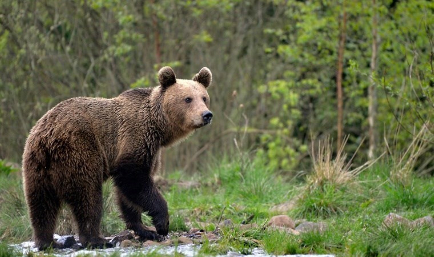 İsveç’te ‘boz ayı’ tartışması: ‘Yıllık avda yüzde 20’si öldürülecek…’
