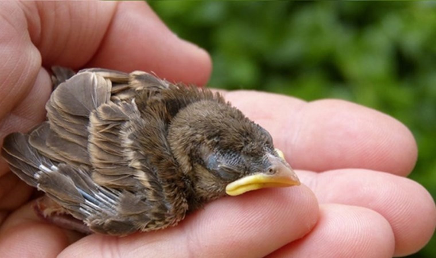 İzmir Doğal Yaşam Parkı’nda Yaralı Hayvanların Tedavi Süreci