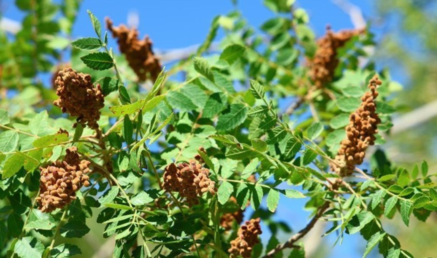Kahramanmaraş’ta Sumak Ekşisi: Geleneksel Lezzetin Büyüleyici Yolculuğu