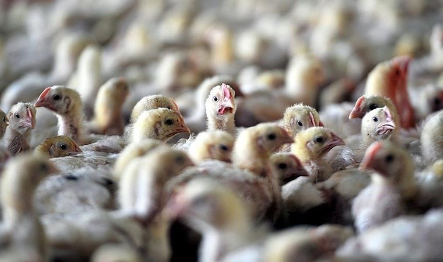 Kamboçya’da kuş gribinden 1 kişi öldü