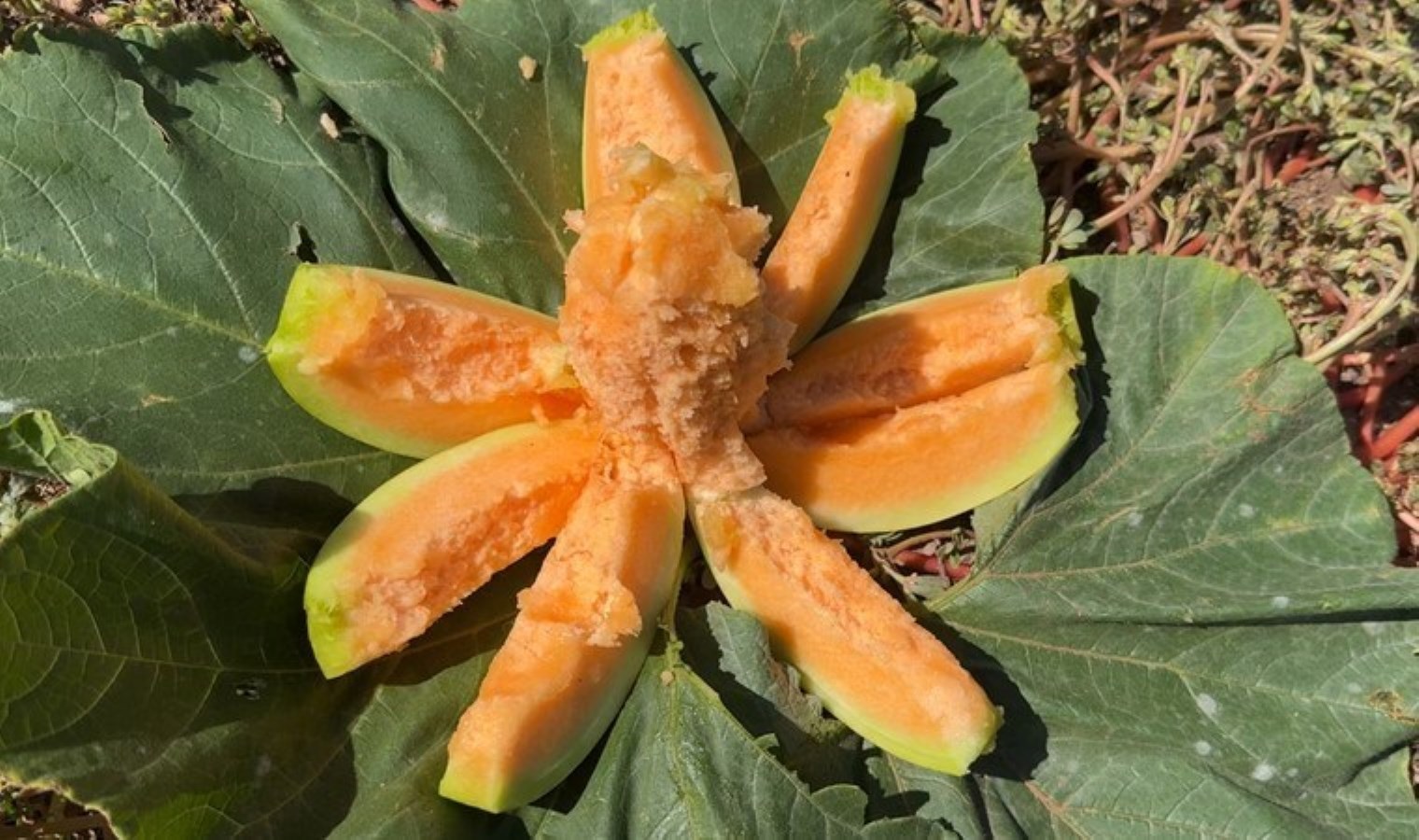 Kavun Hasadı: Yer Muzunun Lezzet Yolculuğu