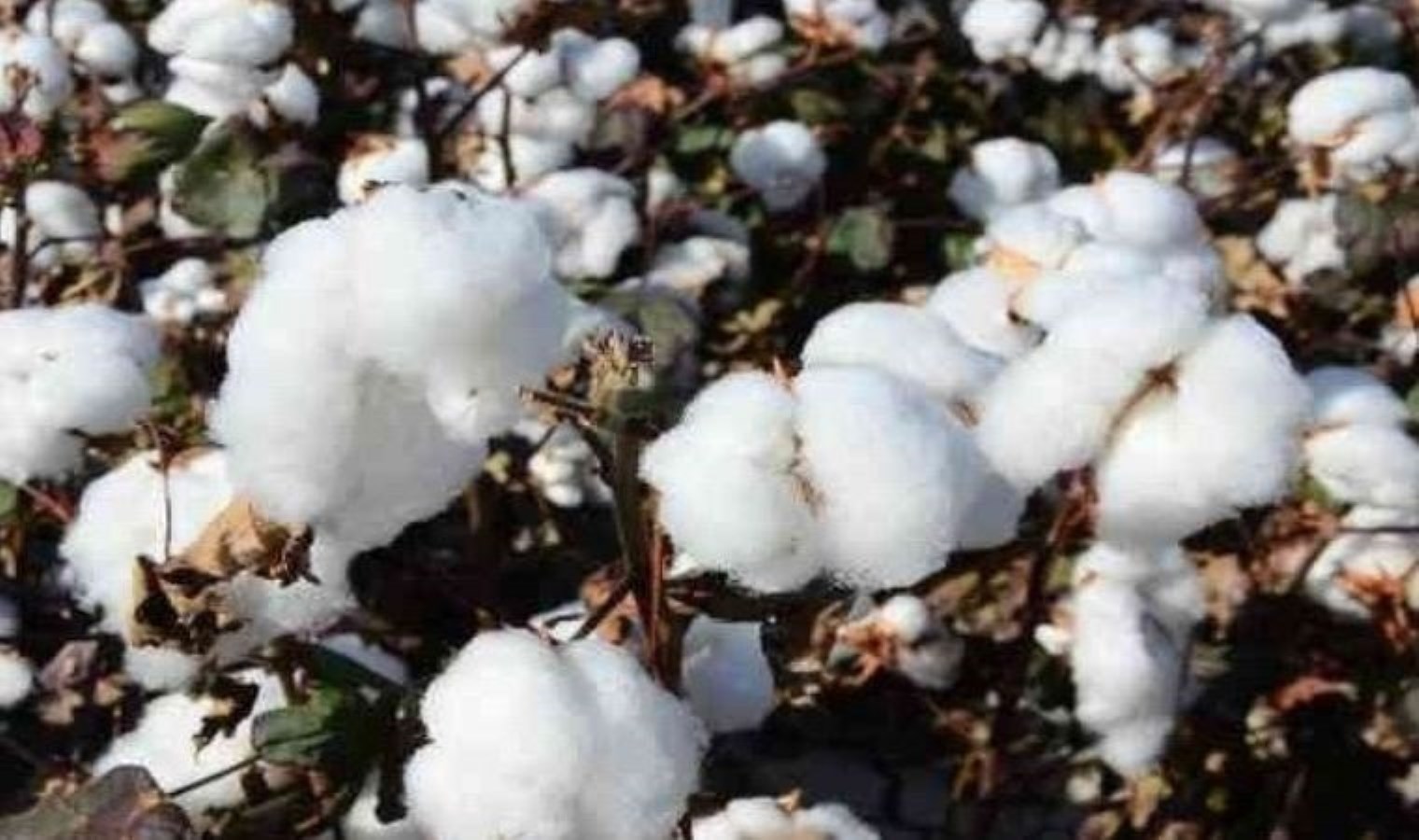 Kekik ve pamukta rekolte düşüklüğü çiftçiyi vurdu: Tarlada fiyat 18 TL’ye kadar düştü