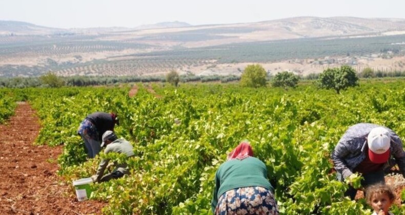 Kilis’te Horoz Karası Üzümü Hasadı ve Fiyat Sorunları