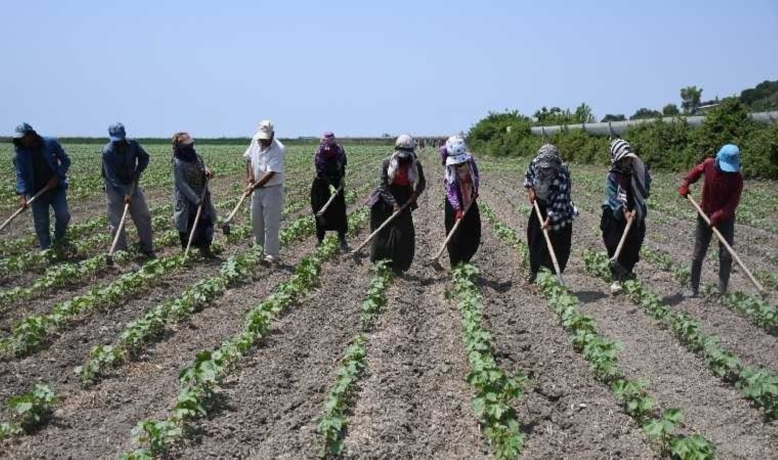 ‘Kiralık tarla’ rantı