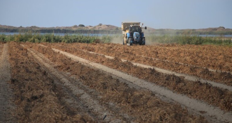 Kumda yetiştiriliyor: Çukurova’da ekim alanı 275 bin dekara çıktı