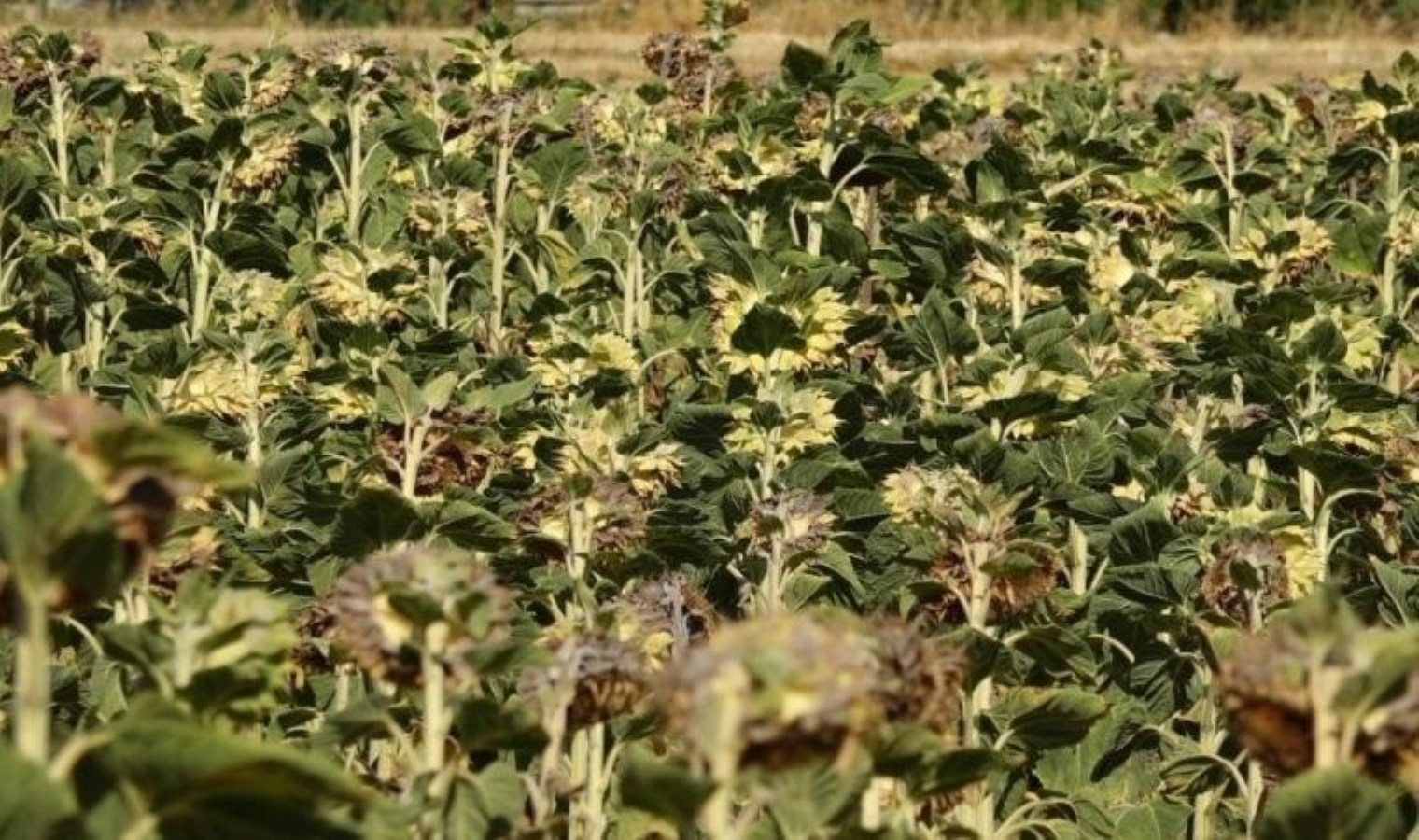 Kuraklık ayçiçek hasadını vurdu: Türkiye’nin ayçiçek üretimi düştü