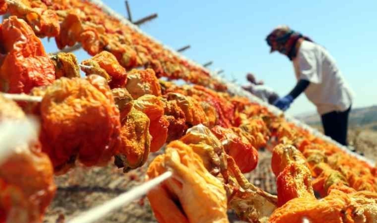 Kurutmalık Sezonu ve Gaziantep’in İhracat Başarısı