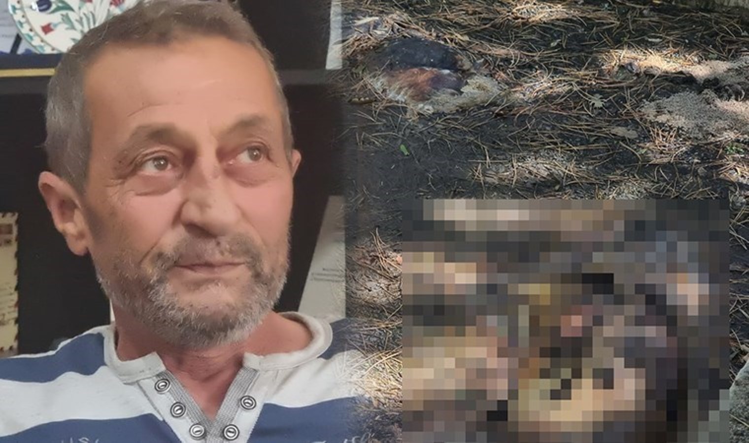 Kütahya Domaniç’te köpek katliamı! Sulama havuzunda meyyit bulundular: ‘Adeta evladımı kaybetmiş üzere hissediyorum’