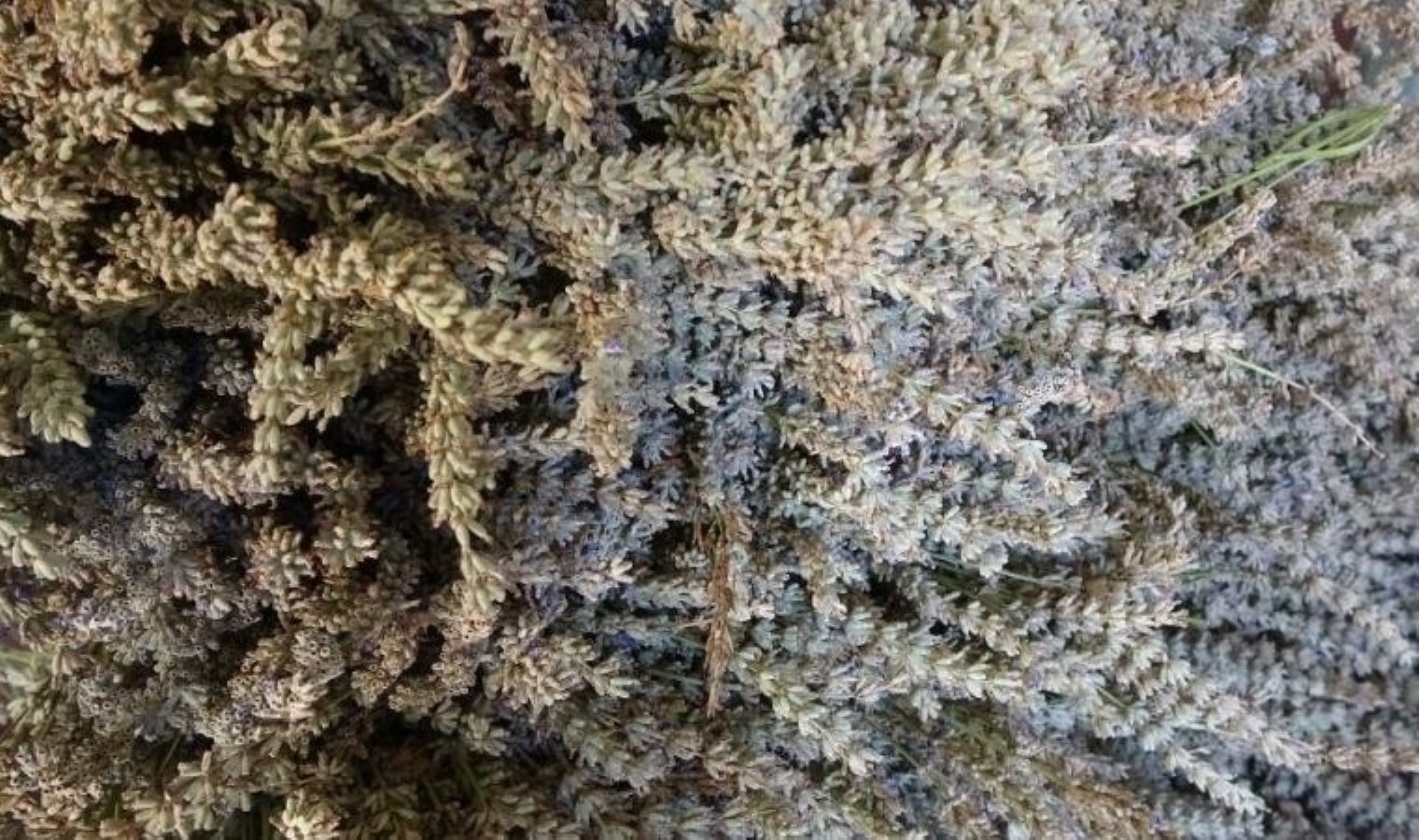 Lavantada hasat başladı: 60 kilosundan 1 kilo çıkıyor: Tarlada 600 TL’ye satılıyor