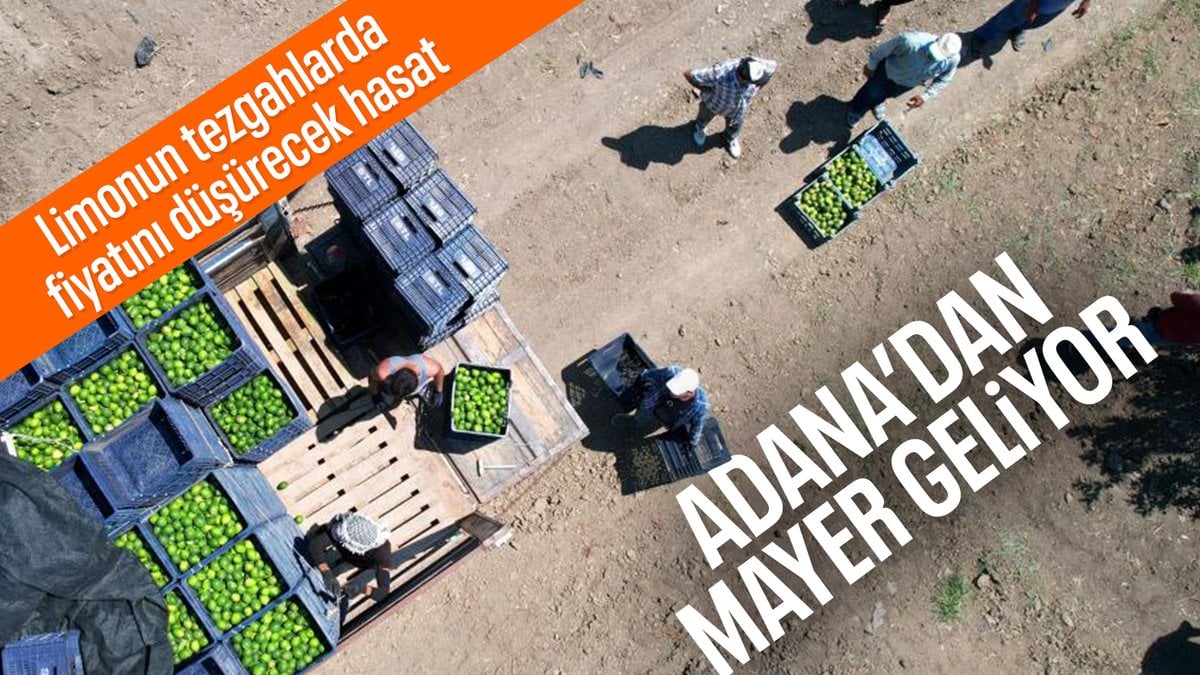 Limon Fiyatlarında Rekor Artış ve Hasat Süreci
