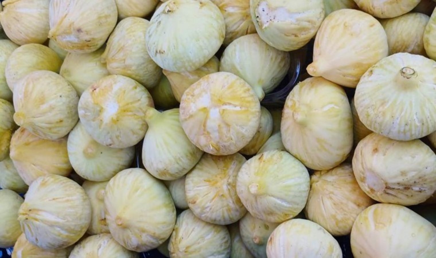 Mersin’de İncir Hasat Sezonu Coşkusu