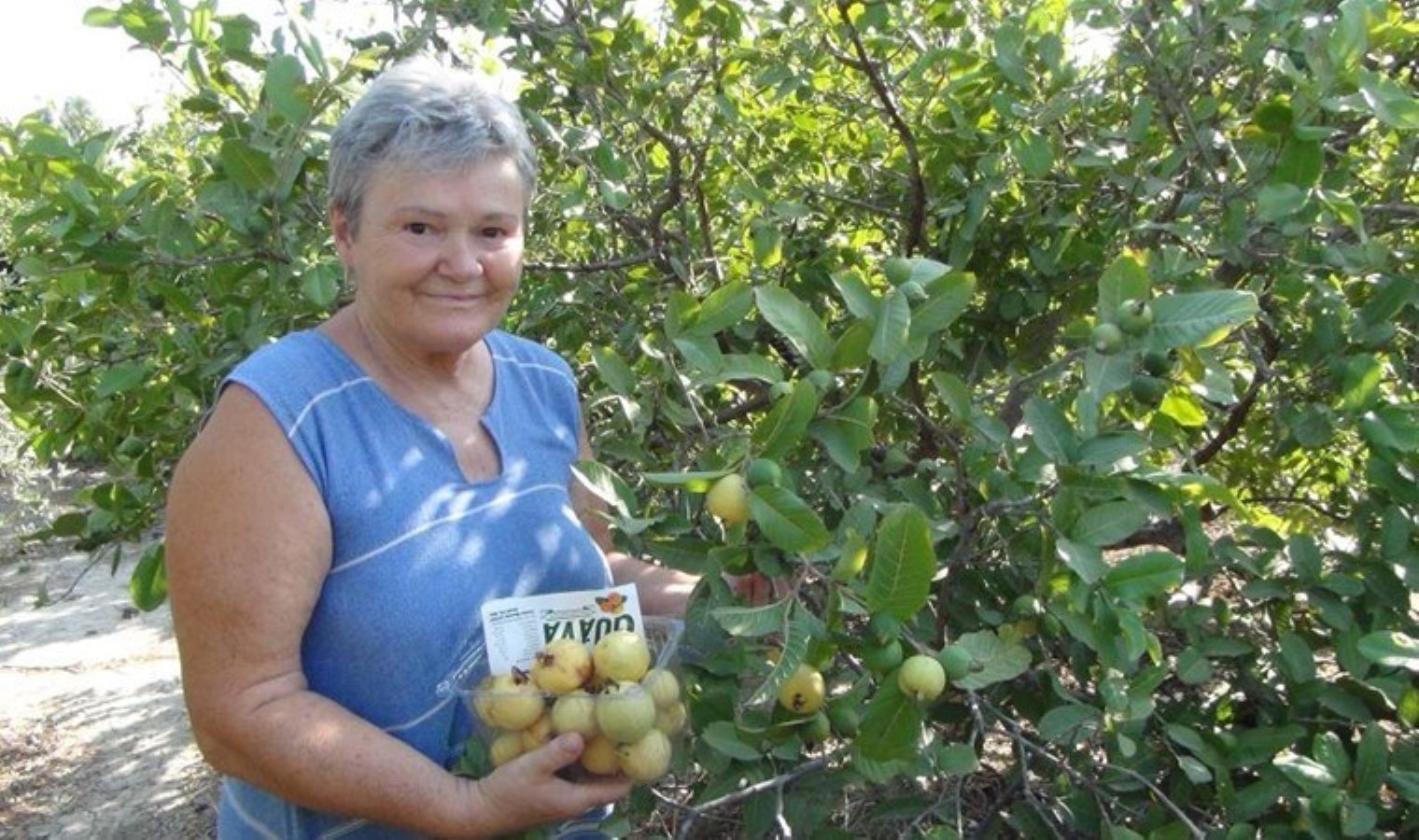 Mersin’in tropik meyvesinde hasat başladı: 50 TL’den fazla satılmasına müsaade yok