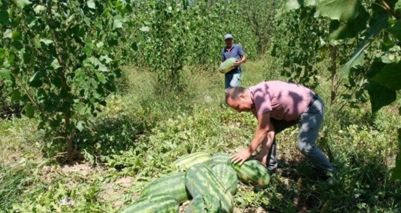 Mut’ta hasat başladı! Bin 200 ton rekolte bekleniyor..