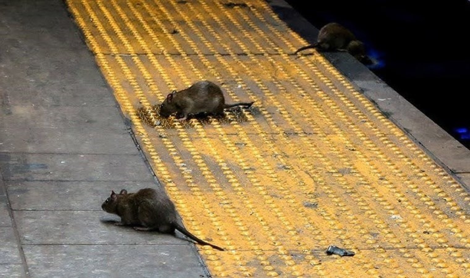 New York’ta Fare İstilası: Şehirde Temizlik Seferberliği