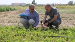 Niğde’de Yeni Yonca Çeşidi Sertifikasyon Başvurusu Yapıldı