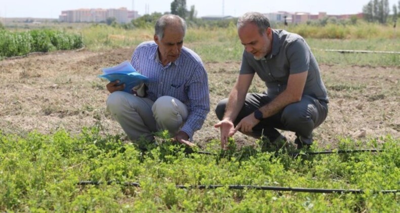 Niğde’de Yeni Yonca Çeşidi Sertifikasyon Başvurusu Yapıldı