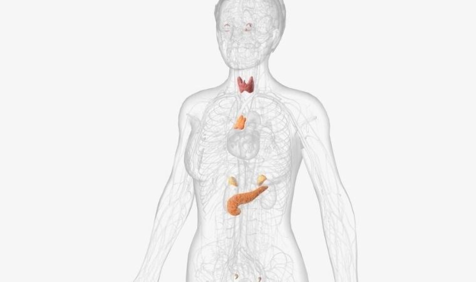 Noradrenalin: Vücudun Stres Tepkisi ve Fonksiyonları
