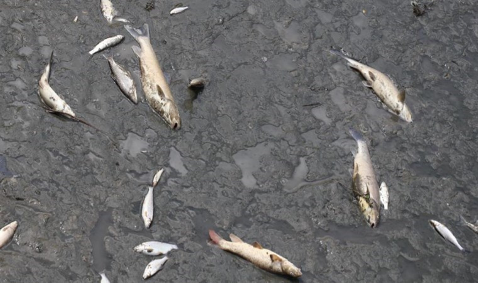 Oksijensizlik Yeşilırmak’ı vurdu: Balık ölümleri yaşandı