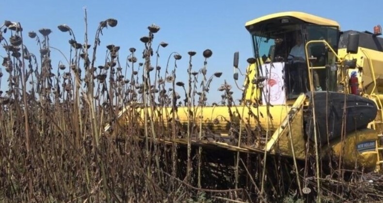 Osmaniye’de hasat başladı: 90 bin hektar alana alternatif ürün olarak ekildi, 500 çiftçi tarafından üretiliyor!