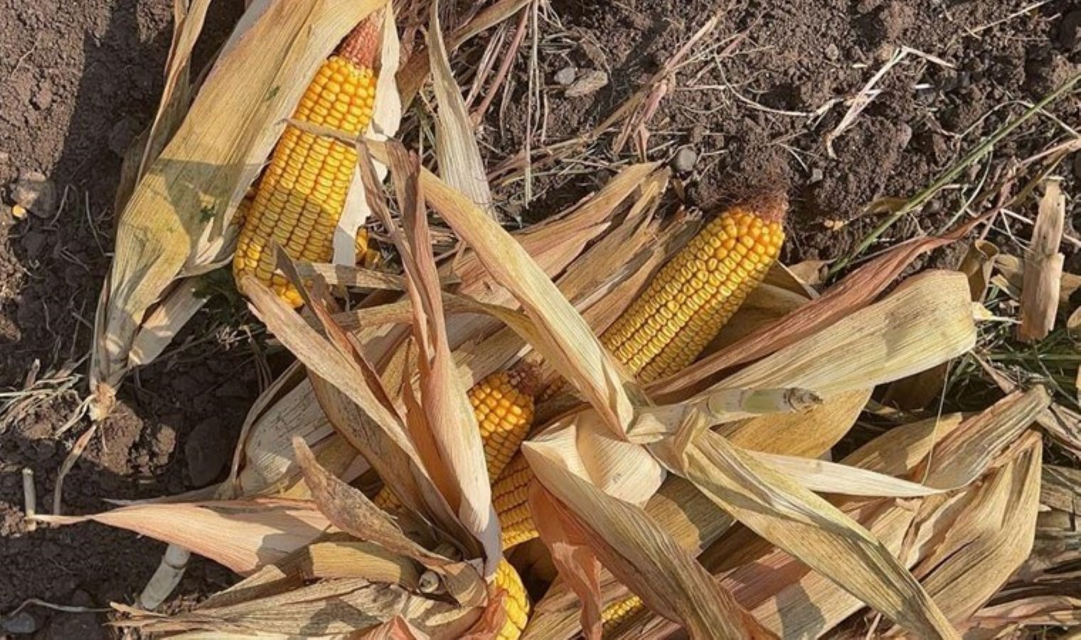 Osmaniye’de Mısır Hasadı: Doğal Afetler ve Verim Kaybı