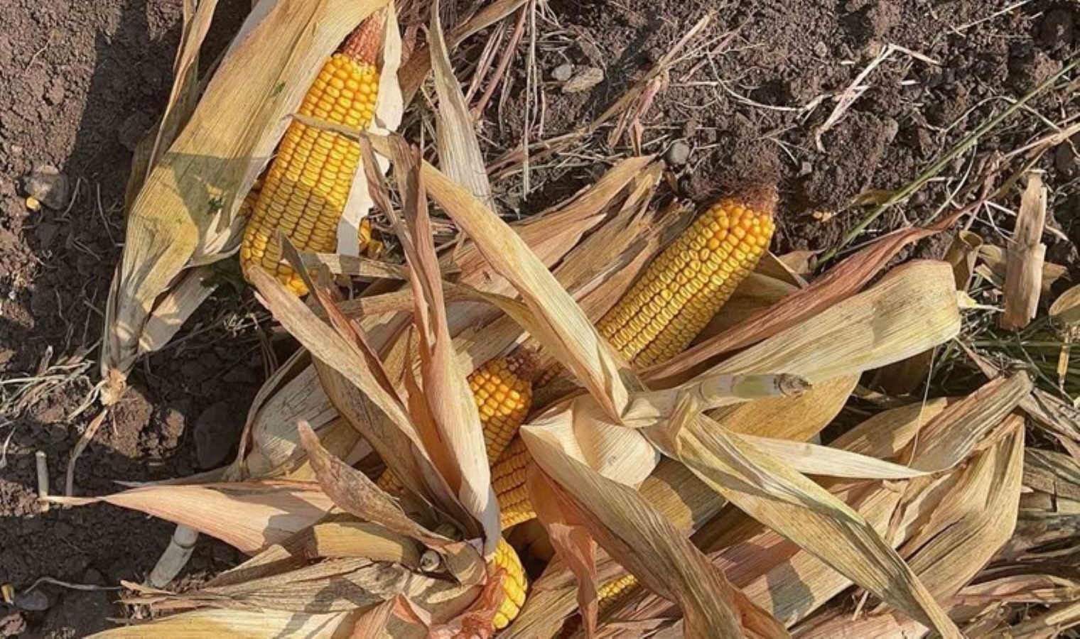 Osmaniye’de Mısır Hasadı ve Doğal Afetlerin Etkileri