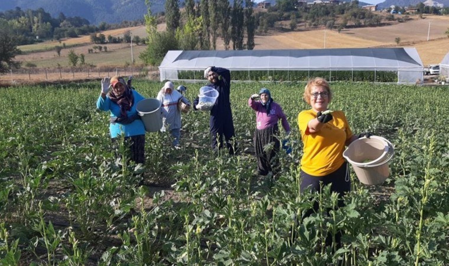 Pazarda 180, kendin toplarsan 80 lira! Vatandaşlar tarlaya akın etti…