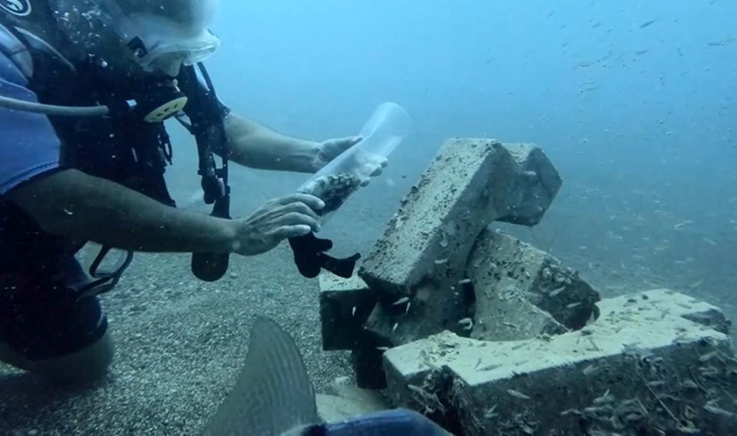 Plastik şişeye sıkışan jenerasyonu tehlike altındaki balığı kurtardı