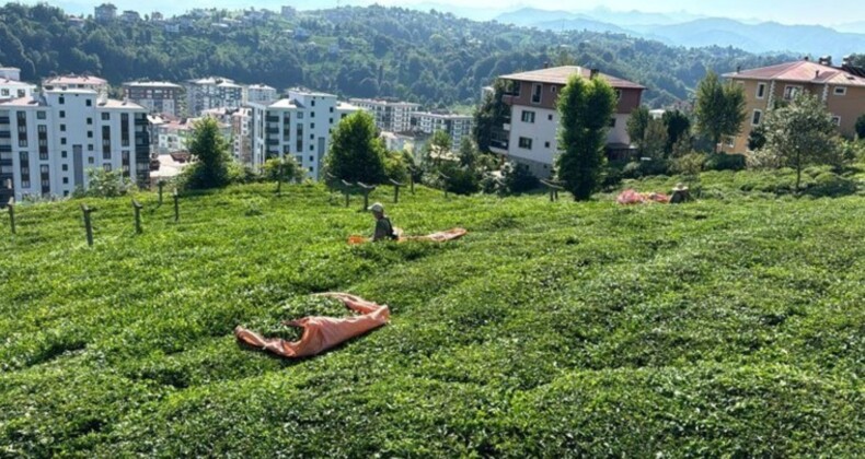 Rize 3. sürgün hasadı için hazır: Kota 750 kilograma çıktı