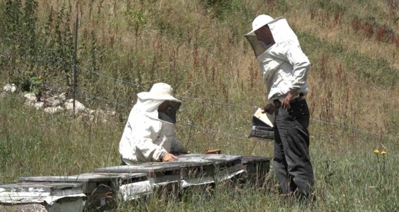 Rize’de Anzer Balı’nda sağım tamamlanarak tescile gönderildi