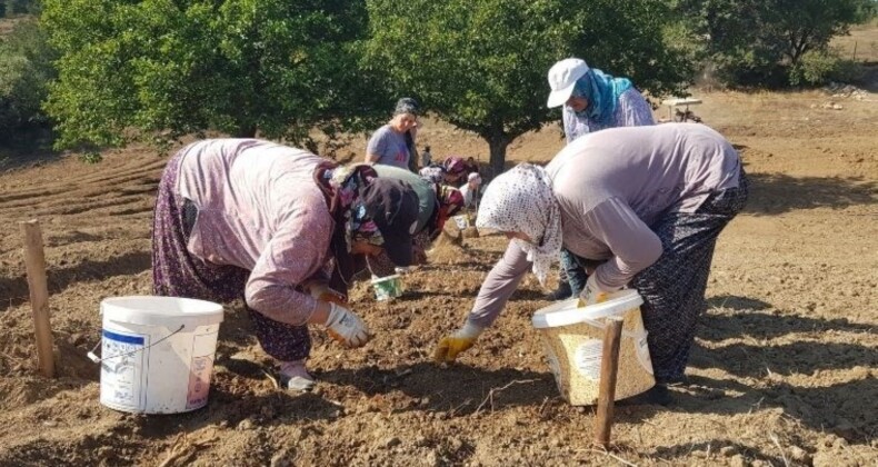 Safranbolu: Tarih ve Zarafetin Buluştuğu Safran Üretim Merkezi