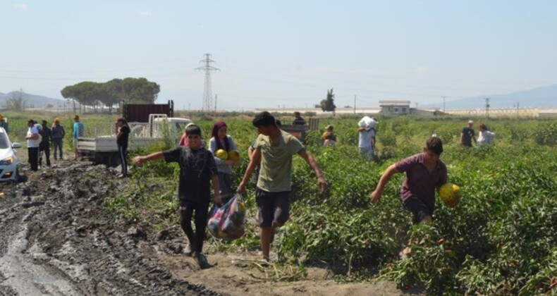 Salihli’de Kavun ve Karpuz Festivali: Ücretsiz Dağıtım