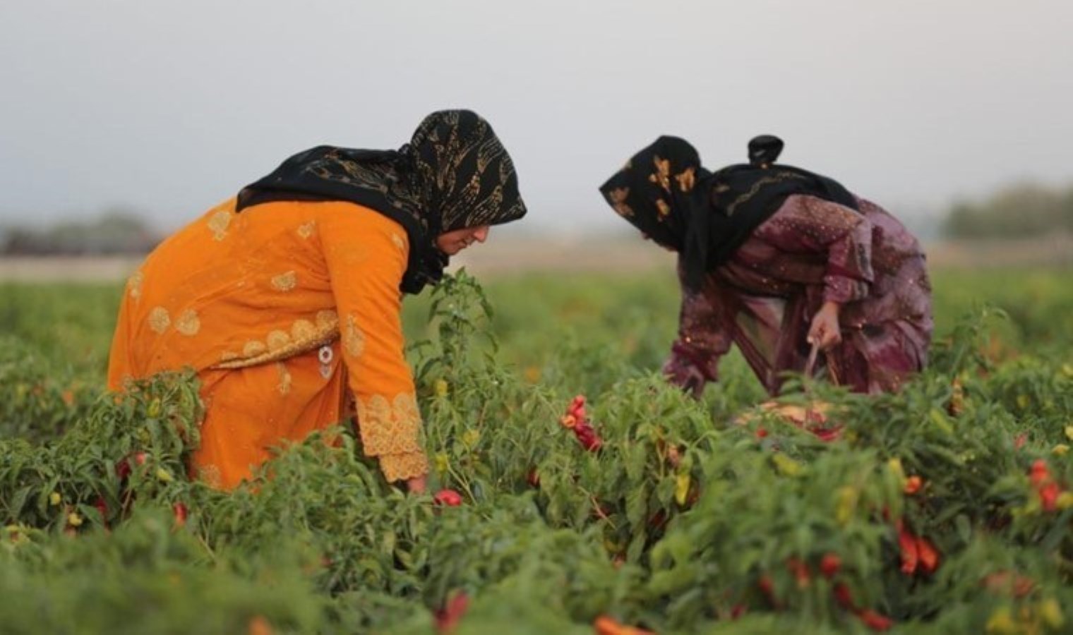 Şanlıurfa’da Biber Hasadı Coşkuyla Başladı