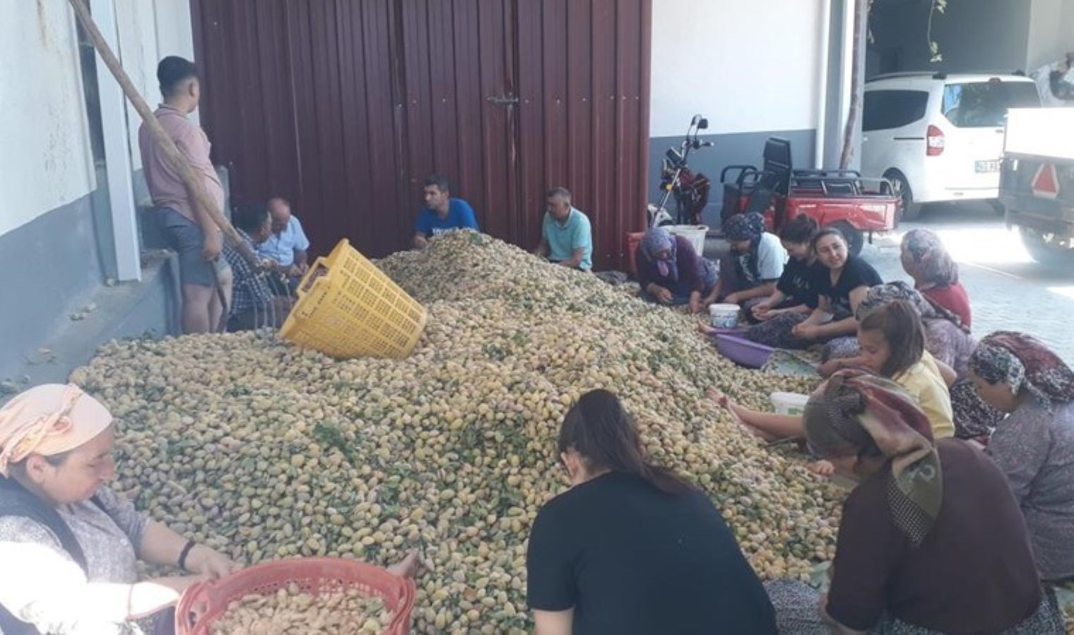 Sarıgöl’de hasat başladı: Kurusu 250 lira…