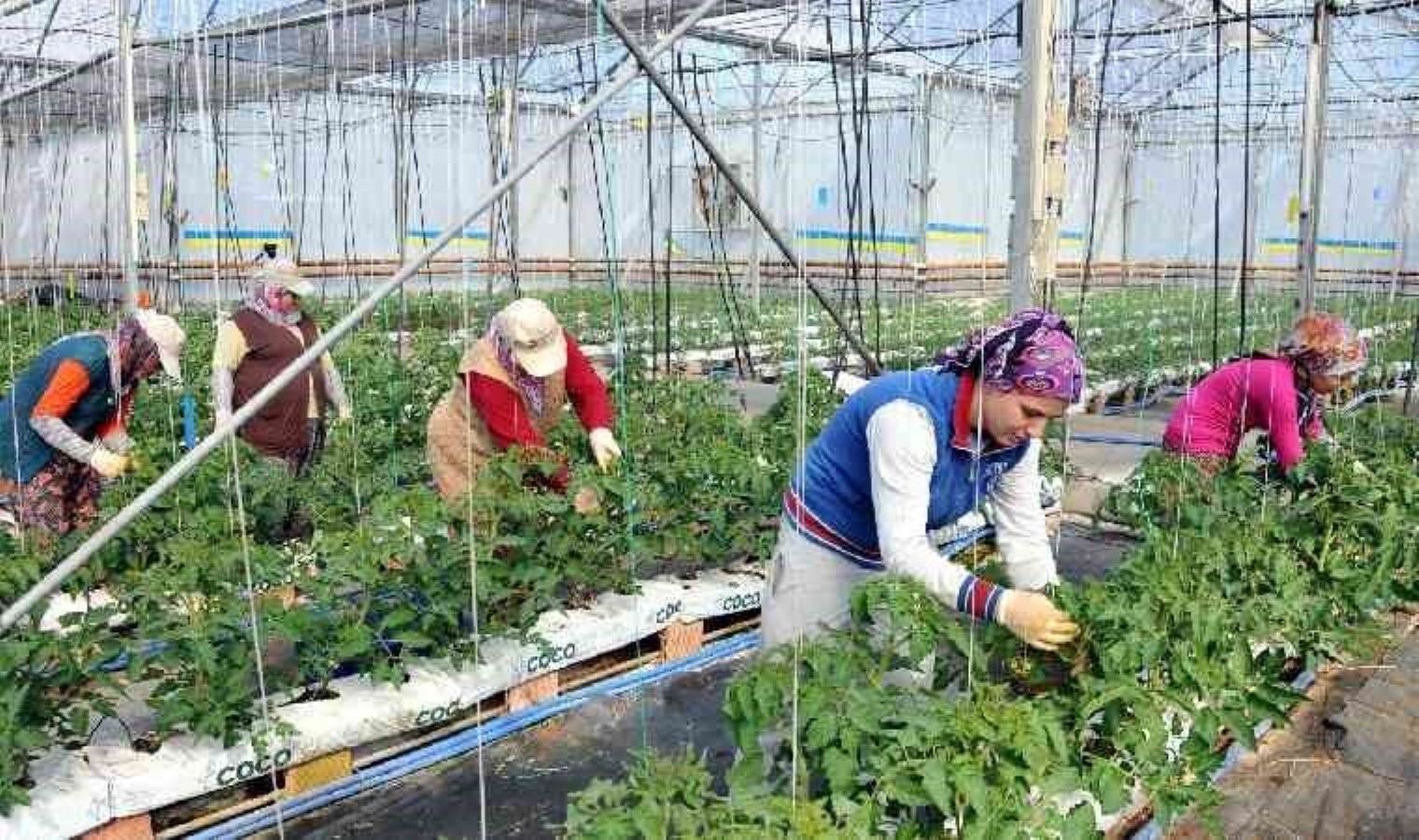 Seralarda İş Sağlığı ve İşçi Hakları Üzerine Sorunlar