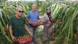 Silifke’nin tropik meyvesinde hasat başladı: Kilosu 120 TL’den satılıyor