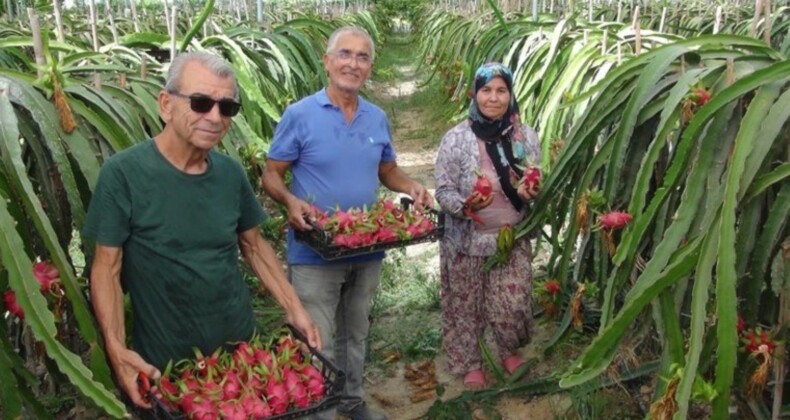 Silifke’nin tropik meyvesinde hasat başladı: Kilosu 120 TL’den satılıyor