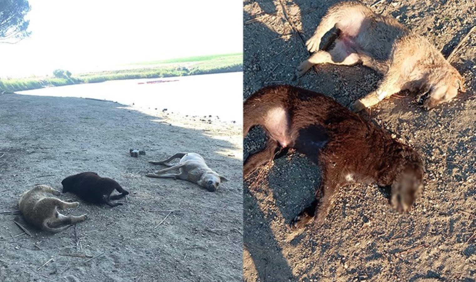 Silivri’de Anne ve Yavru Köpeklerin Cesetleri Bulundu