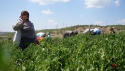 Sınırın sıfır noktasında hasat başladı: Bu köy ekmeğini tamamen acıdan çıkartıyor