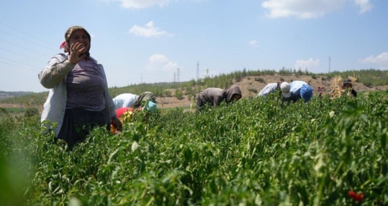 Sınırın sıfır noktasında hasat başladı: Bu köy ekmeğini tamamen acıdan çıkartıyor