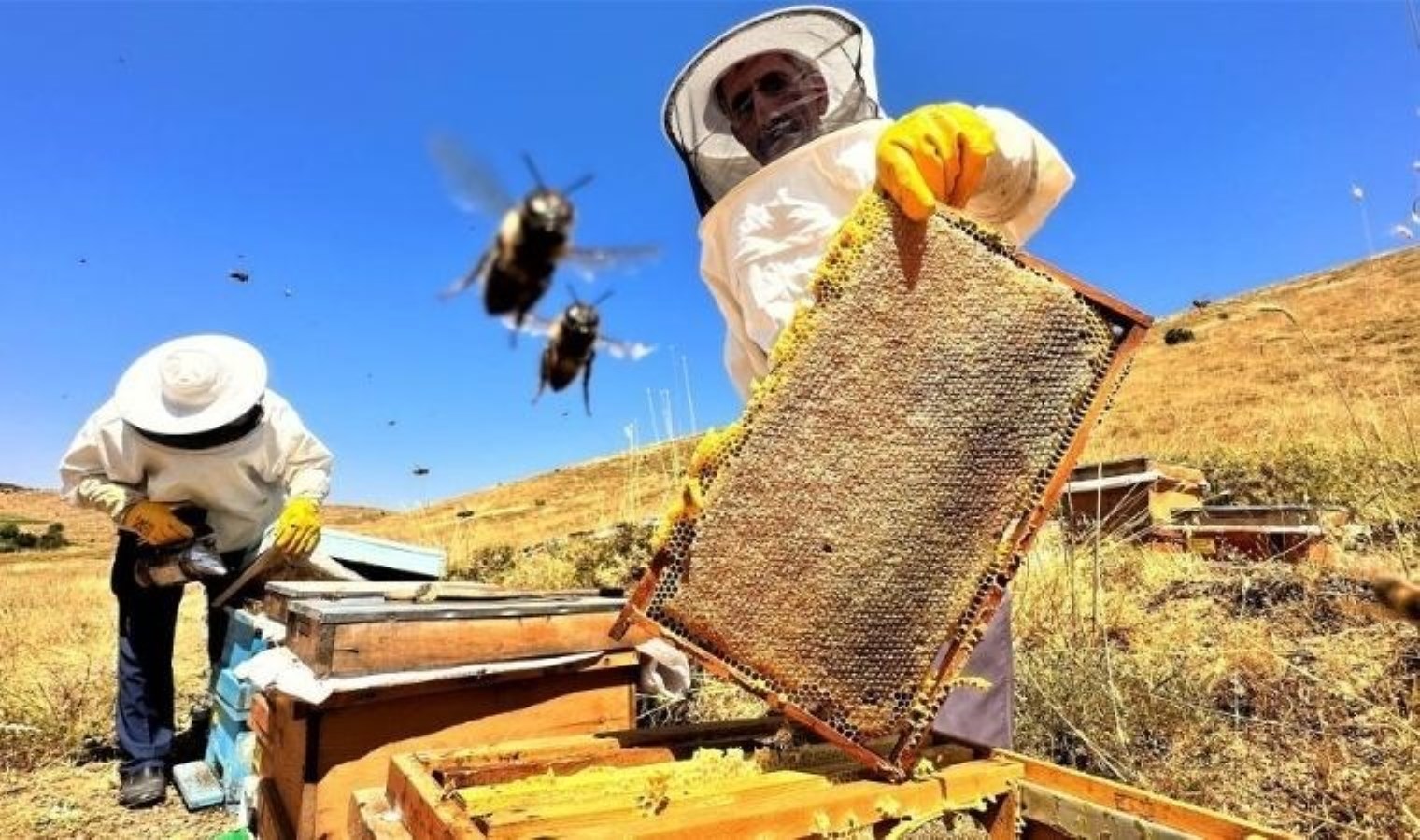 Şırnaklı Arıcıların Gezginci Arıcılara Dair Endişeleri