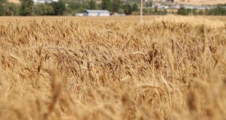 Sivas buğday hasadında dünyaya meydan okudu: 1 milyon ton rekolte bekleniyor