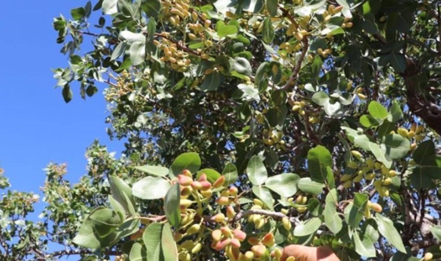 ‘Sivas’ta yetişmez’ denilen eserler meyvelerini verdi