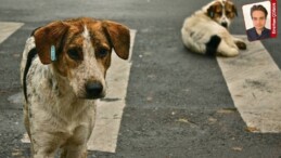 Sokak hayvanlarının öldürülmesine karşı bir proje de Mamak’tan: ‘Yaşatmayı seçiyoruz’