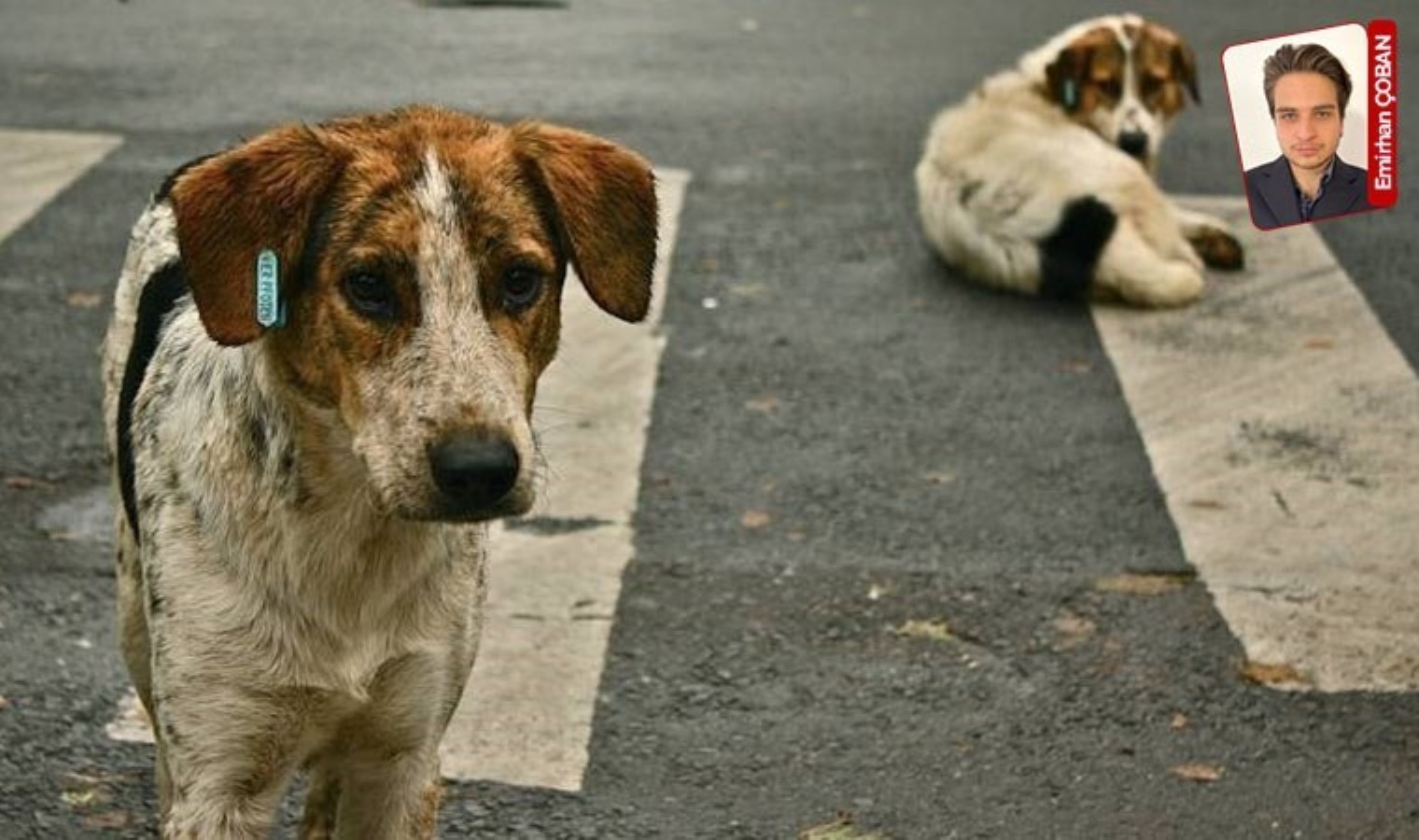Sokak hayvanlarının öldürülmesine karşı bir proje de Mamak’tan: ‘Yaşatmayı seçiyoruz’