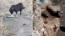 Sokak Köpeklerine Yönelik Ötanazi Tartışmaları ve Niğde Belediyesi İddiaları