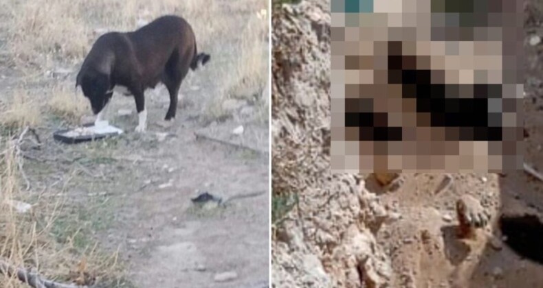 Sokak Köpeklerine Yönelik Ötanazi Tartışmaları ve Niğde Belediyesi İddiaları