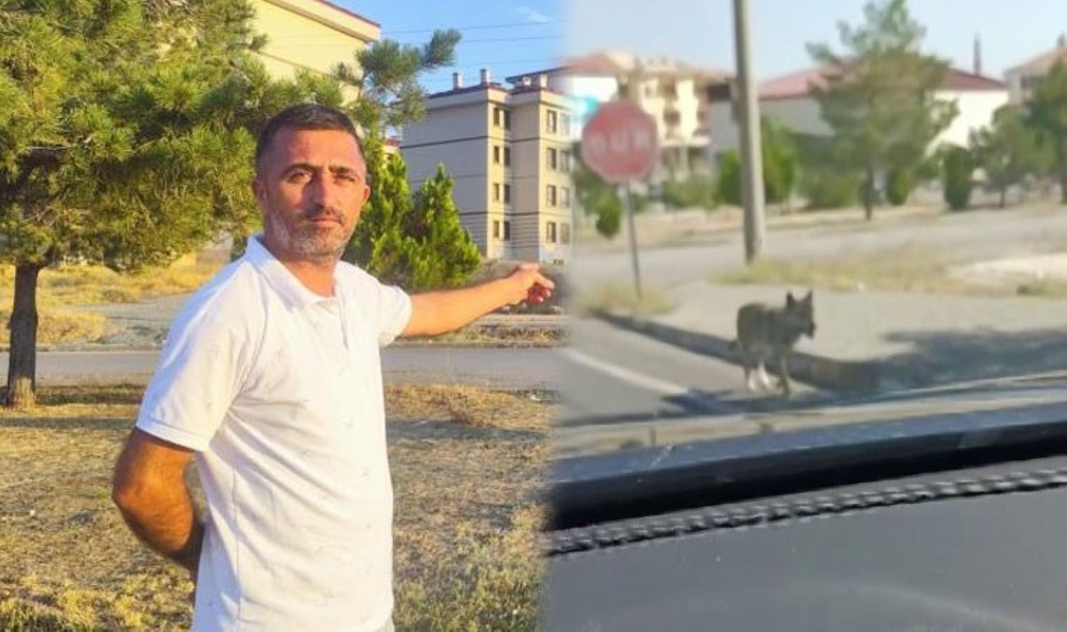 Sokakta görüldü hayrete düşürdü